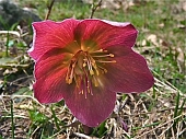 22 Elleboro
